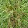 Gewoon reukgras (Anthoxanthum odoratum) bio zaad
