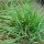 Gewoon reukgras (Anthoxanthum odoratum) bio zaad