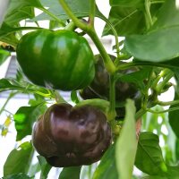 Tomaten-Paprika Topepo Rosso (Capsicum annuum) zaden