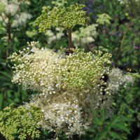 Moerasspirea (Filipendula ulmaria) bio zaad