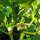 Chilipeper Jalapeño (Capsicum annuum) bio zaad