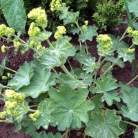 Geelgroene vrouwenmantel (Alchemilla xanthochlora) zaad