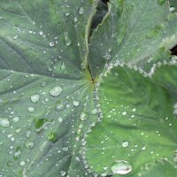 Geelgroene vrouwenmantel (Alchemilla xanthochlora) zaad