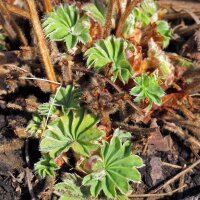 Geelgroene vrouwenmantel (Alchemilla xanthochlora) zaad