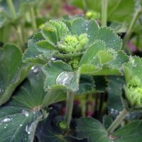 Geelgroene vrouwenmantel (Alchemilla xanthochlora) zaad