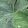 Geelgroene vrouwenmantel (Alchemilla xanthochlora) zaad