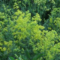 Geel walstro (Galium verum) bio zaad