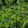 Geel walstro (Galium verum) bio zaad