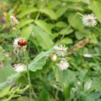 Muizenoor (Hieracium pilosella) bio zaad