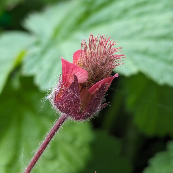 Het knikkend nagelkruid (Geum rivale) bio zaad