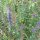 Hyssop (Hyssopus officinalis) bio zaad