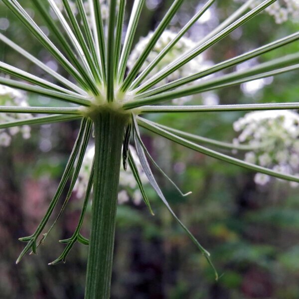Meesterwortel (Peucedanum ostruthium) bio zaad