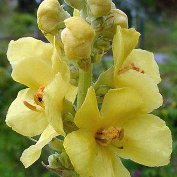 Stalkaars (Verbascum densiflorum) bio zaad