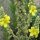 Stalkaars (Verbascum densiflorum) bio zaad