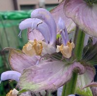 Muskaatsalie / scharlei (Salvia sclarea) Bio zaad