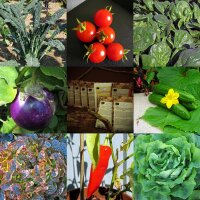 Sterk consumerende groenten voor het verhoogde bed (biologisch) - Zaad set