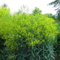 Wede (Isatis tinctoria) bio zaad