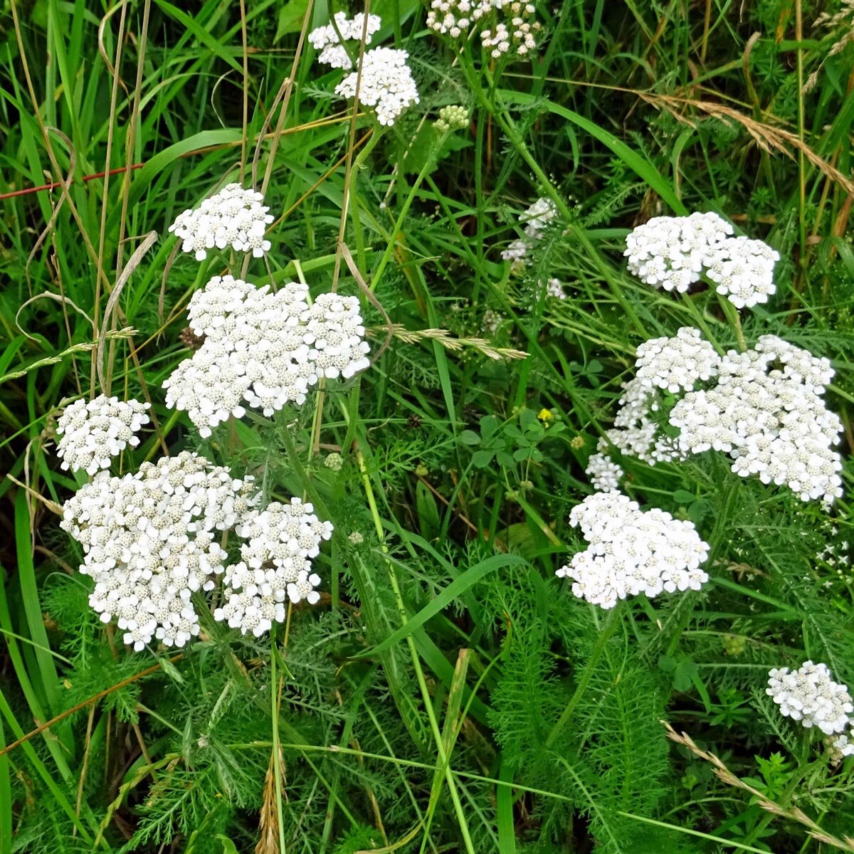 Duizendblad Achillea Millefolium Bio Zaad duizendblad-achillea-millefolium-bio-zaad