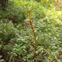 Moerasrozemarijn (Ledum palustre) zaden