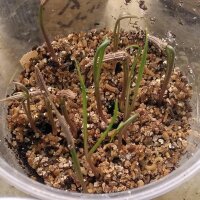 Haverwortel / Armeluisasperges (Tragopogon porrifolius) bio zaad