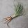Haverwortel / Armeluisasperges (Tragopogon porrifolius) bio zaad