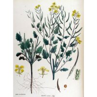 Gele mosterd / witte mosterd (Sinapis alba) bio zaad