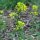 Gele mosterd / witte mosterd (Sinapsis alba) bio zaad