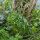 Tuinjudaspenning (Lunaria annua) zaden