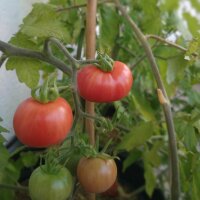 Humboldt wildtomaat (Solanum pimpinellifolium var....