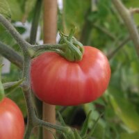 Humboldt wildtomaat (Solanum pimpinellifolium var....