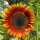 Zonnebloemen-mix (Helianthus annuus) bio