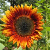 Zonnebloem Velvet Queen (Helianthus annuus) bio zaad