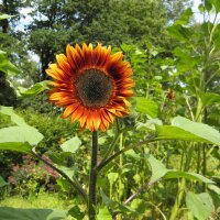 Zonnebloem Velvet Queen (Helianthus annuus) bio zaad