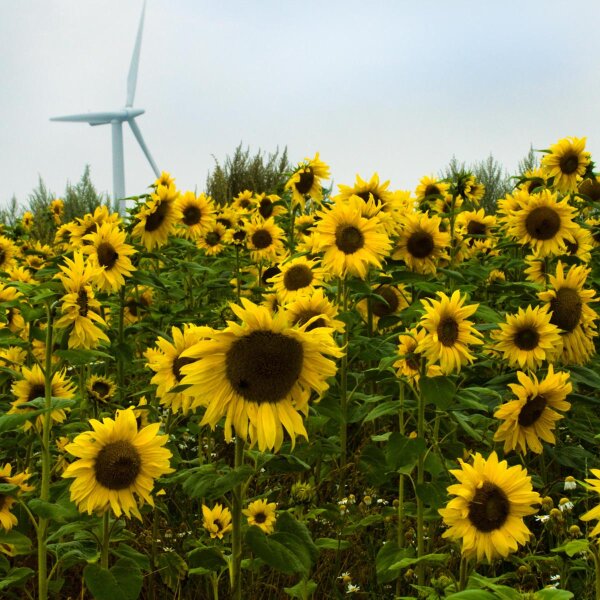 Zonnebloem Mittelgroßblumige Gelbe (Helianthus annuus) bio zaad