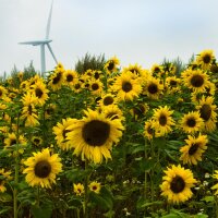 Zonnebloem Mittelgroßblumige Gelbe (Helianthus...