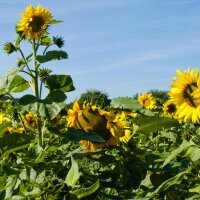 Zonnebloem Mittelgroßblumige Gelbe (Helianthus annuus) bio zaad