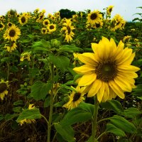 Zonnebloem Mittelgroßblumige Gelbe (Helianthus annuus) bio zaad