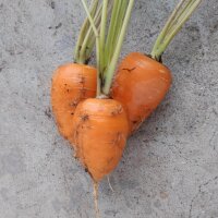 Wortel Chantenay (Daucus carota) bio zaad