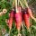 Wortel Rouge Sang (Daucus carota) bio zaad