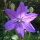 Ballonklokje Mariesii (Platycodon grandiflorus) bio zaad