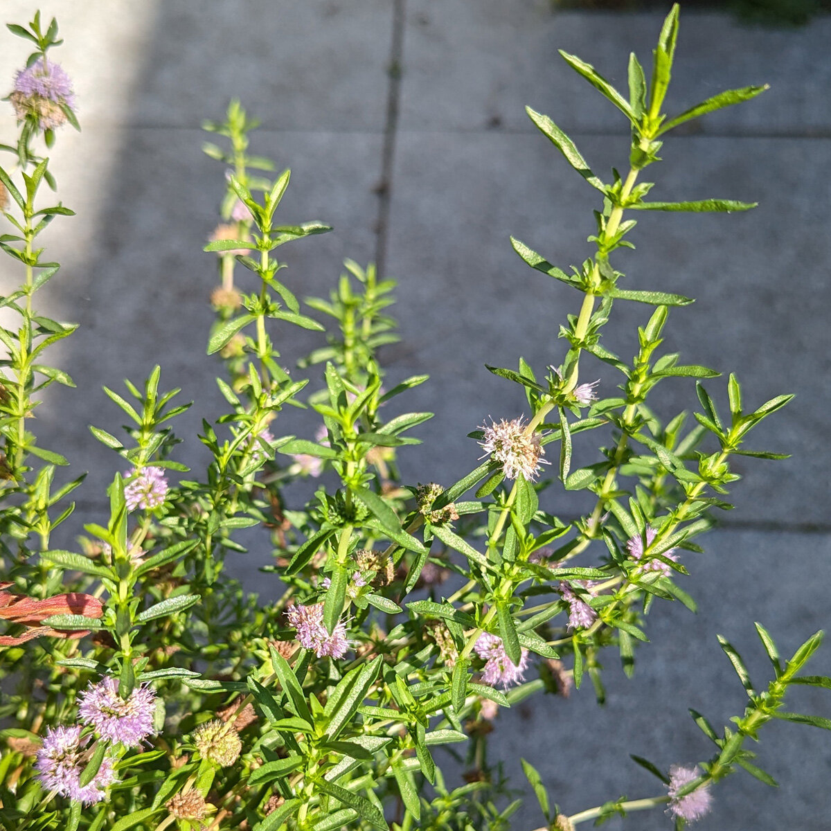 Mojitomunt | Mentha nervosa 'Mojito' | BIO