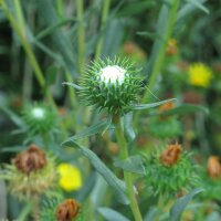 Grindelia/ gomplant (Grindelia robusta) bio zaad