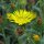 Grindelia/ gomplant (Grindelia robusta) bio zaad