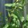 Grindelia/ gomplant (Grindelia robusta) bio zaad