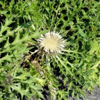 Hoogstammige zilverdistel (Carlina acaulis ssp....