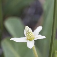 Anemopsis /hagedisstaart (Anemopsis californica) bio zaad