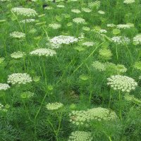 Fijn akkerscherm / tandenstoker-ammei (Ammi visnaga) bio...