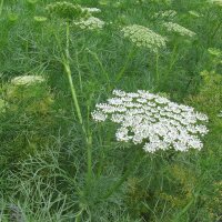 Fijn akkerscherm / tandenstoker-ammei (Ammi visnaga) bio zaad