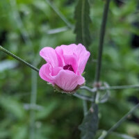 Hennep stokroos (Althaea cannabina) bio zaad