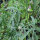 Hennep stokroos (Althaea cannabina) bio zaad